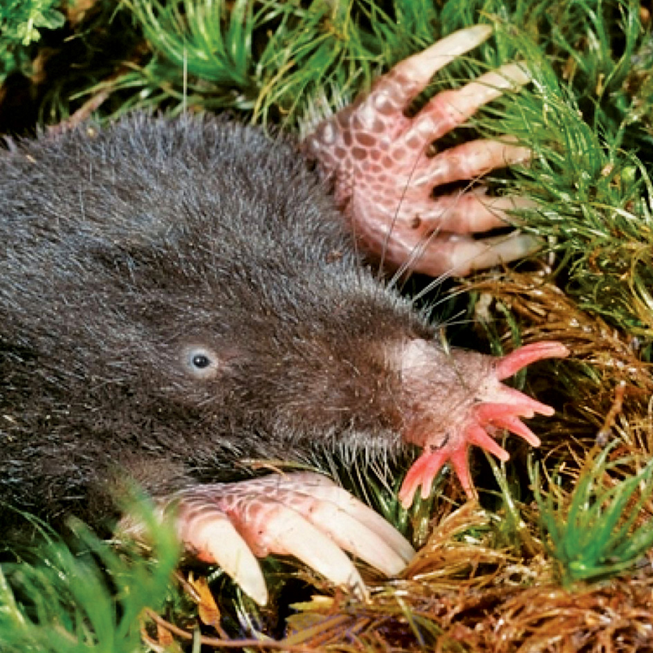 Star-nosed-mole_by-Ken-Catania-Vanderbilt_PurposeProject_UMN