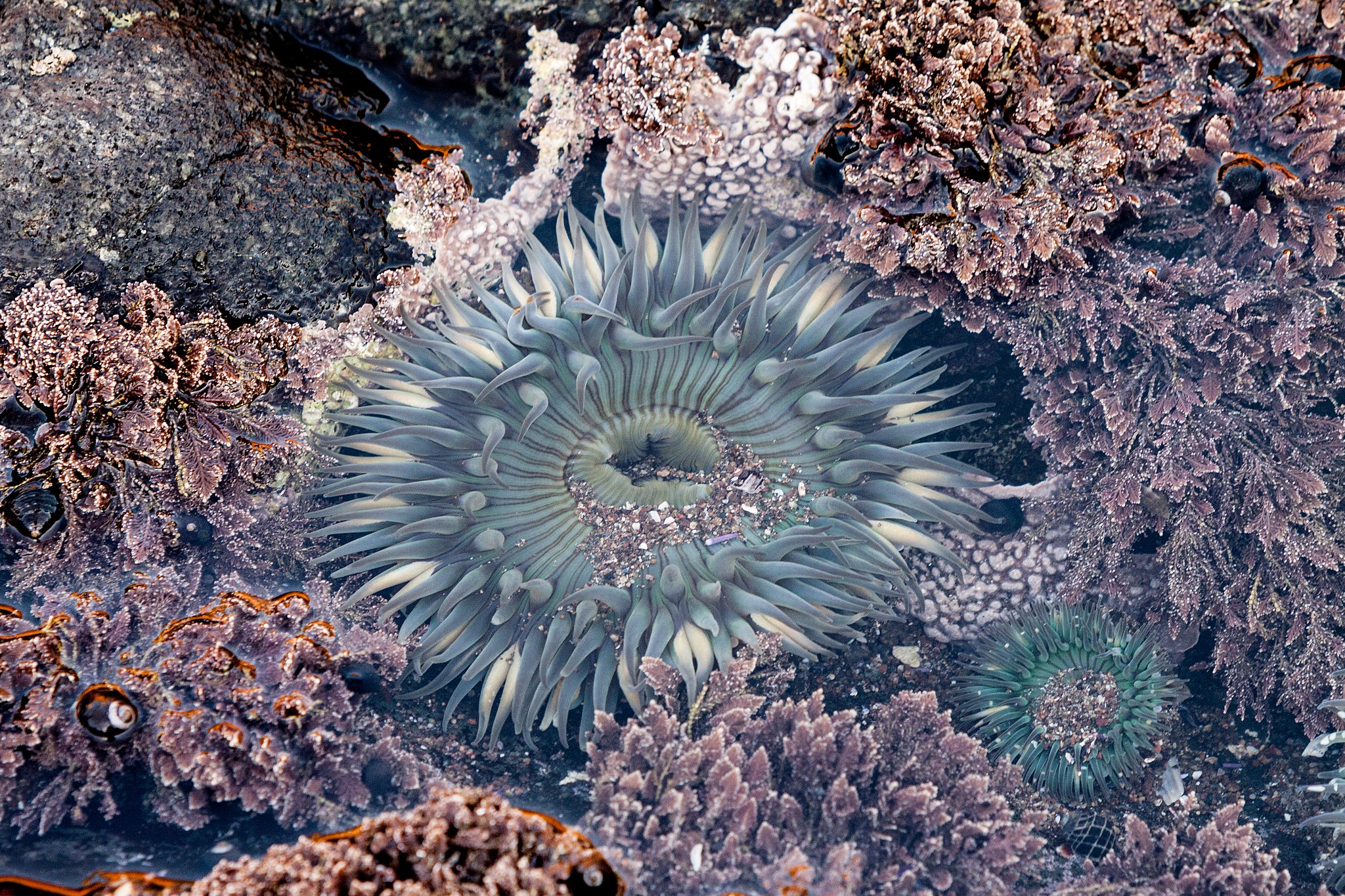 blue anenome like sea creatures