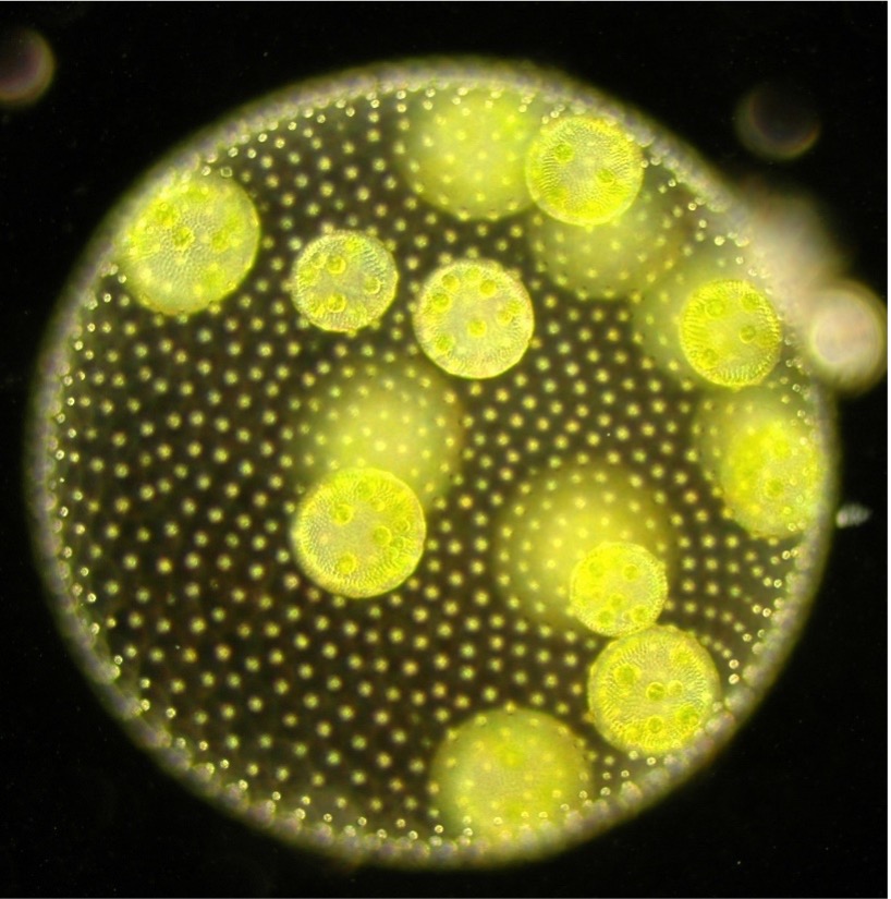 greenish yellow circles within a larger circle on a black background