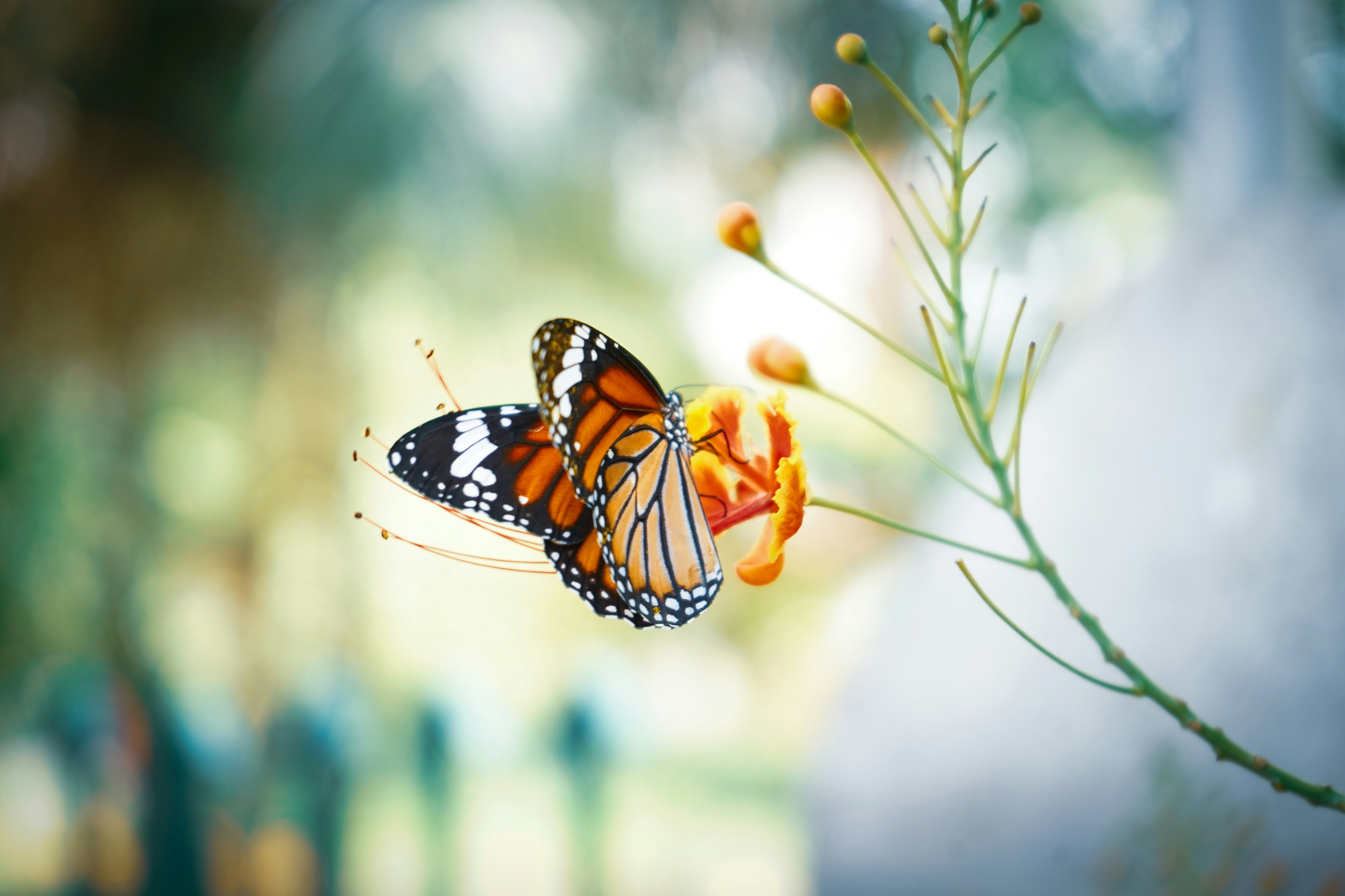 monarch butterfly on slim plant with blurred green and yellow background