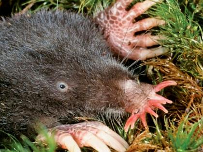 Star-nosed-mole_by-Ken-Catania-Vanderbilt_PurposeProject_UMN