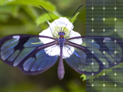 blue butterfly on white flower with graph paper dots on the right side of the image; close up of the butterfly with full green background