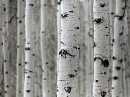 grove of white bark birch trees